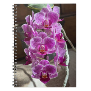Mini Phalaenopsis Sogo Vivien Lila Orchid Flower Anteckningsbok