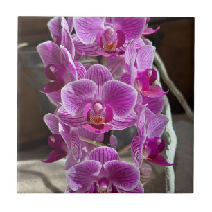 Mini Phalaenopsis Sogo Vivien Lila Orchid Flower Kakelplatta