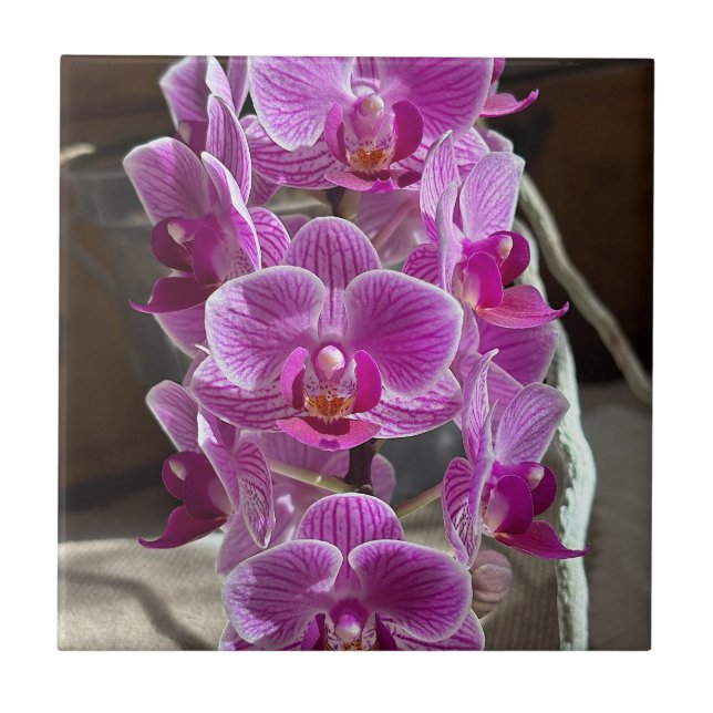 Mini Phalaenopsis Sogo Vivien Lila Orchid Flower Kakelplatta (Framsidan)