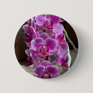 Mini Phalaenopsis Sogo Vivien Lila Orchid Flower Knapp