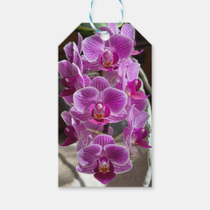 Mini Phalaenopsis Sogo Vivien Lila Orchid Flower Presentetikett