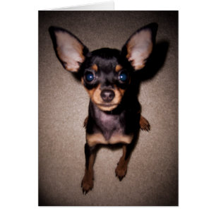 mini pinscher. hälsningskort