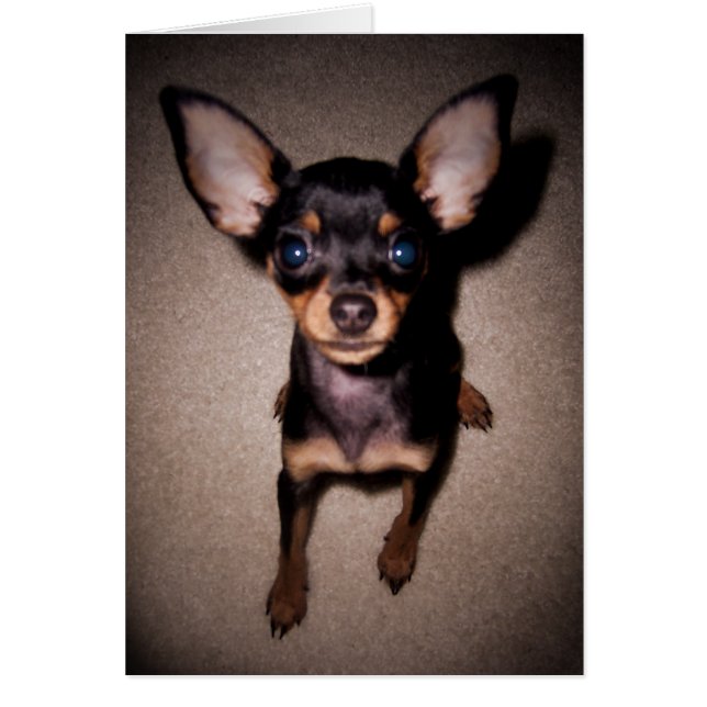 mini pinscher. hälsningskort (Framsidan)