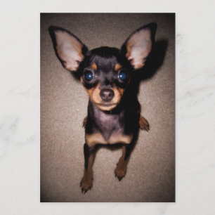 mini- pinscher. inbjudningar