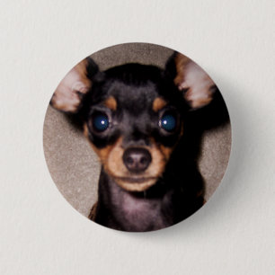 mini- pinscher. knapp