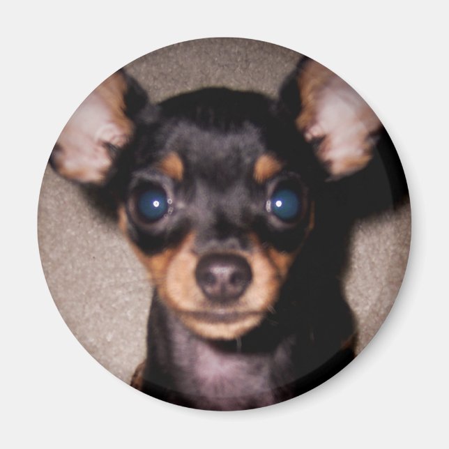 mini pinscher. magnet (Framsidan)