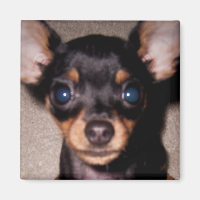 mini pinscher. magnet (Framsidan)