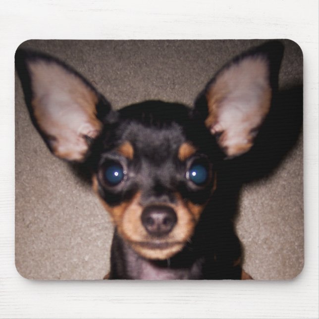 mini- pinscher. musmatta (Framsidan)