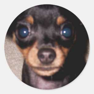 mini pinscher. runt klistermärke