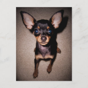 mini- pinscher. vykort
