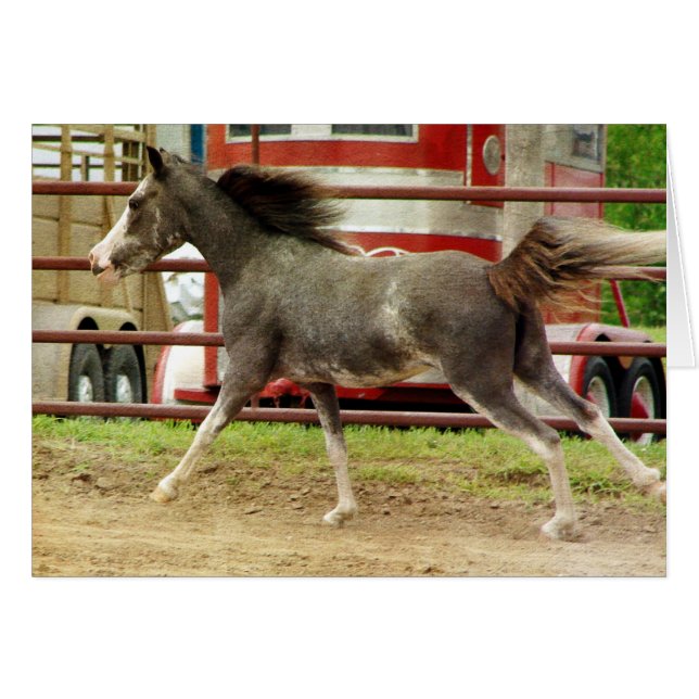 Mini Pinto Horse Gallops Hälsningskort (Framsidan Horizontal)