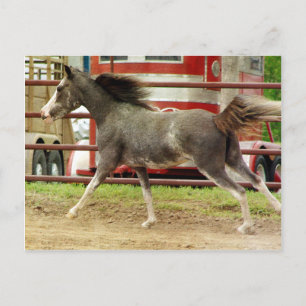 Mini Pinto Horse Gallops Vykort