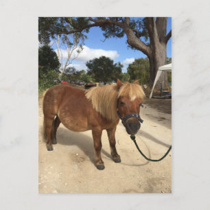Mini Pony på Camping Grounds-vykort Vykort