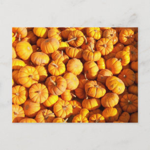 Mini Pumpkins vykort