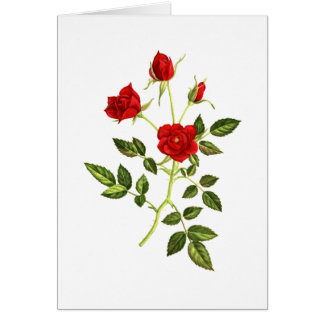 Mini- röd ros OBS kort