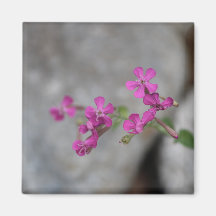 Mini Rosa Flowers med stenar