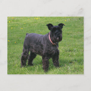 mini schnauser full vykort