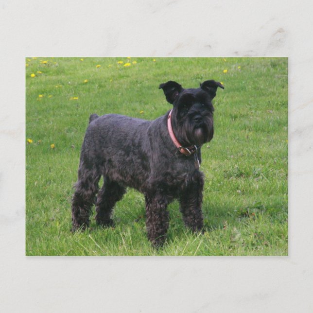 mini schnauser full vykort (Framsida)