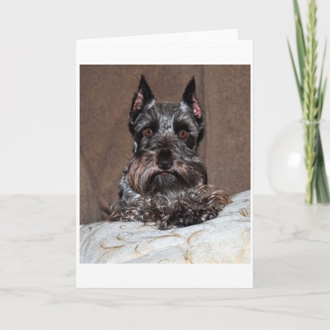 mini schnauzer 2 helgkort (Framsida)