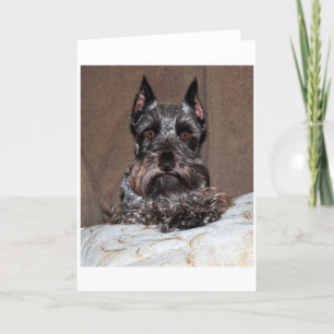 mini schnauzer 2 helgkort