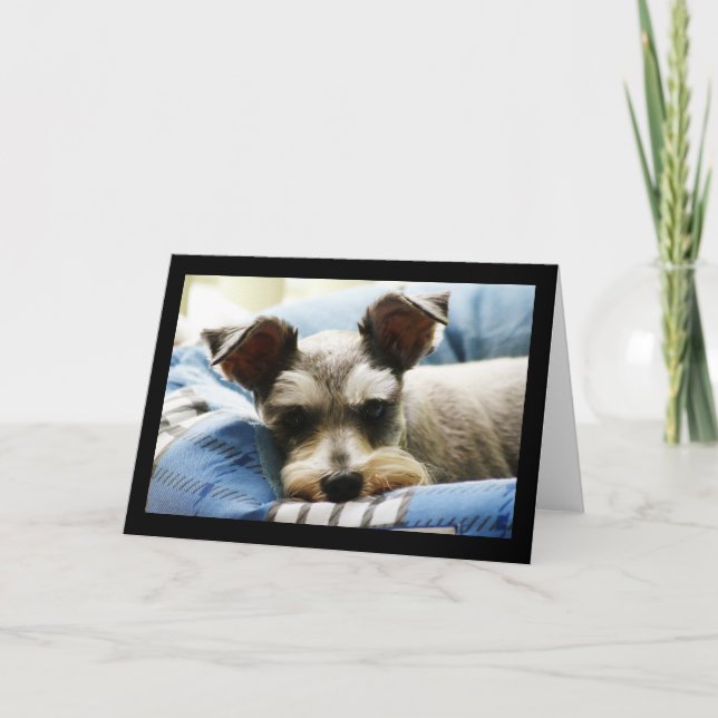 Mini- Schnauzer Helgkort (Framsida)