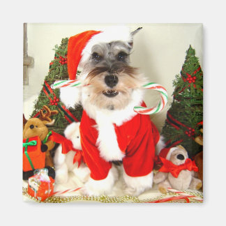 Mini Schnauzer-julgranen Magnet