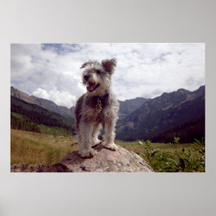 Mini- Schnauzer Poster