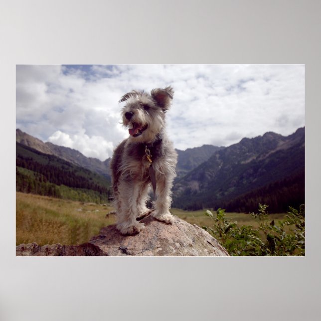 Mini Schnauzer Poster (Framsidan)