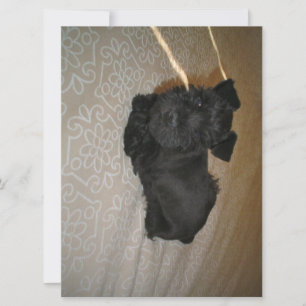 mini schnauzer puppy