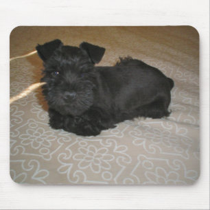 mini schnauzer puppy musmatta