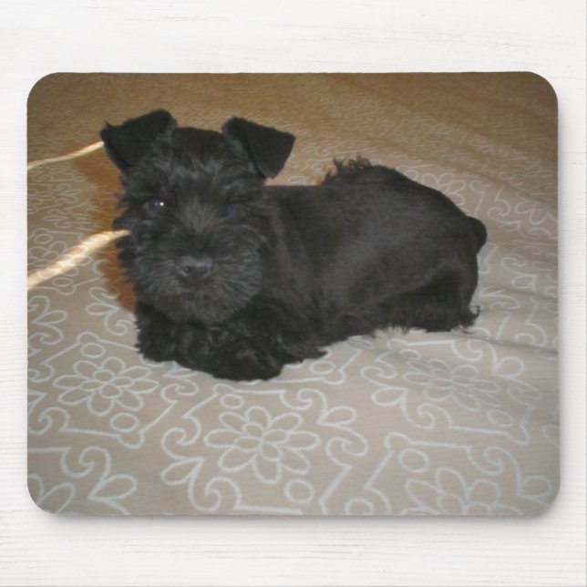 mini schnauzer puppy musmatta (Framsidan)