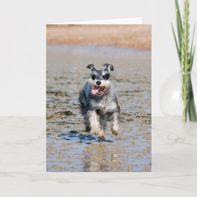 mini schnauzer run kort (Framsida)