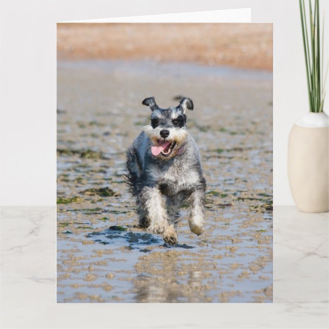 mini schnauzer run kort (Framsida)