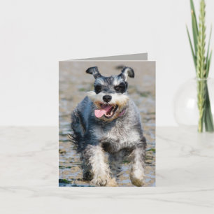 mini schnauzer run kort