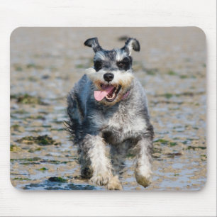 mini schnauzer run musmatta