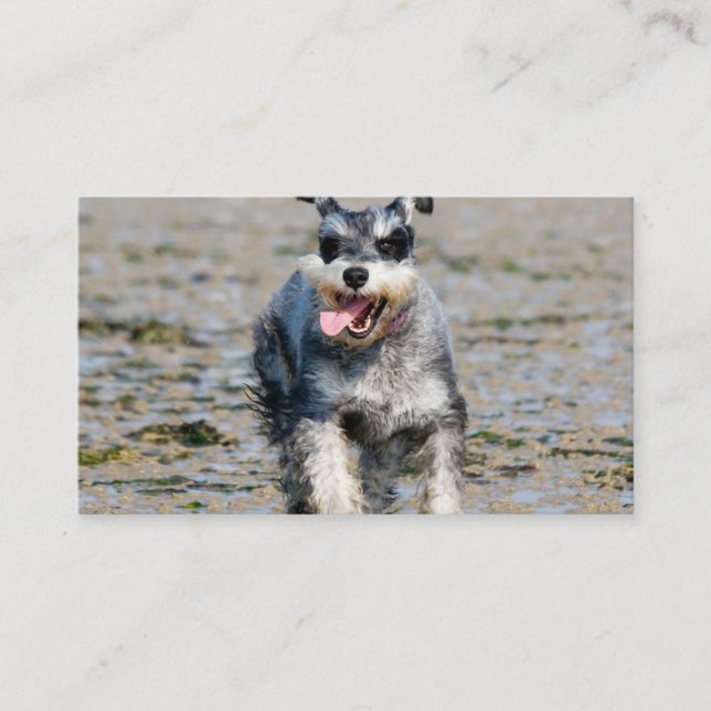 mini schnauzer run visitkort (Framsida)