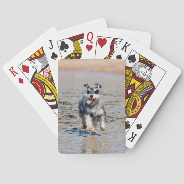 mini- schnauzer-spring casinokort (Baksidan)