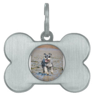 mini schnauzer springar ID-bricka husdjur