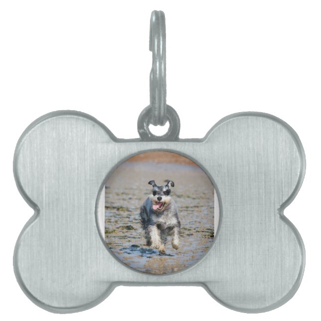 mini schnauzer springar ID-bricka husdjur (Framsidan)