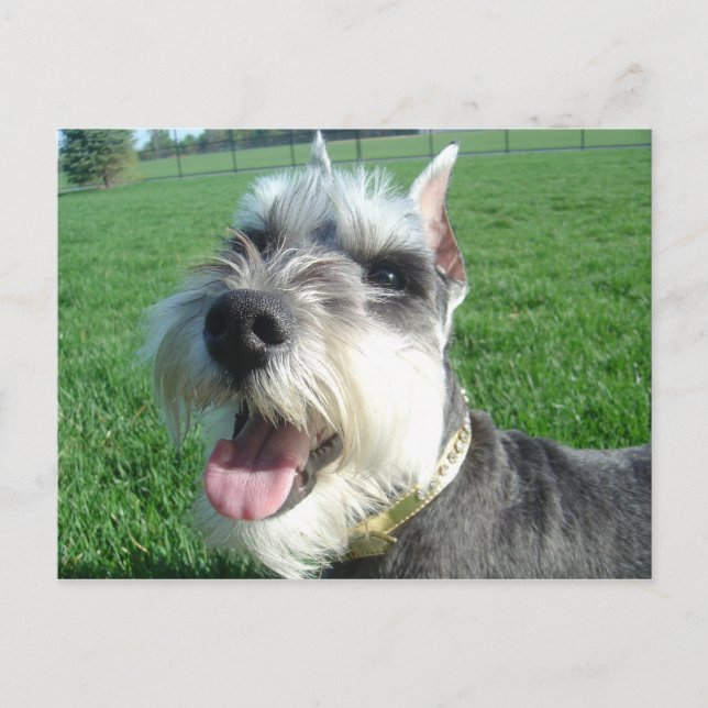 Mini Schnauzer-vykort Vykort (Framsida)
