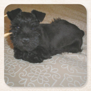 mini- schnauzervalp underlägg papper kvadrat