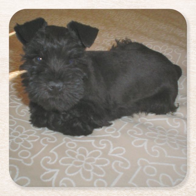 mini- schnauzervalp underlägg papper kvadrat (Framsidan)