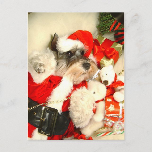 Mini- SchnauzerX'mas vykort (Framsida)