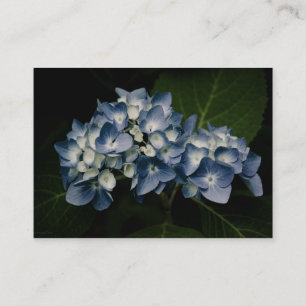 Mini- tryck för blåttvanlig hortensia 8514 visitkort