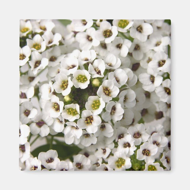 Mini White Flowers Magnet (Framsidan)