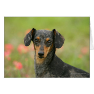 Miniaturdoachshund Puppy Tittar på Hälsningskort