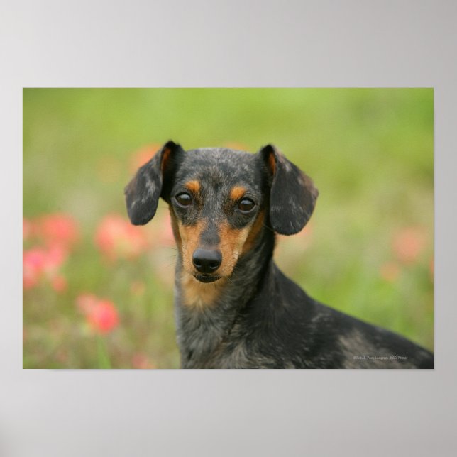 Miniaturdoachshund Puppy Tittar på Poster (Framsidan)