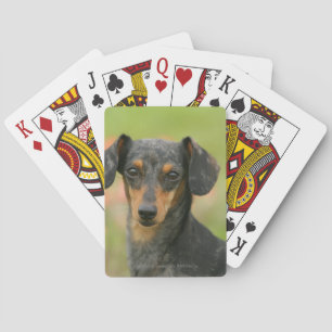 Miniaturdoachshund Puppy Tittar på Spel Kort
