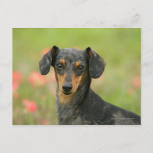 Miniaturdoachshund Puppy Tittar på Vykort