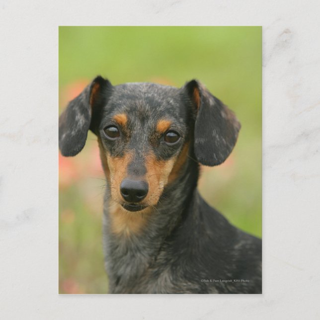 Miniaturdoachshund Puppy Tittar på Vykort (Framsida)